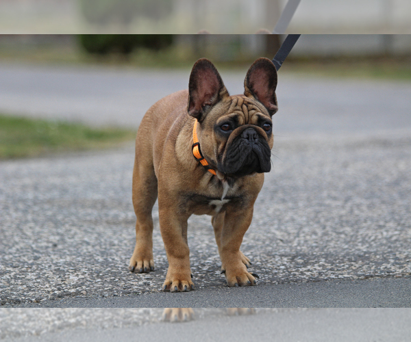 Medium Photo #1 French Bulldog Puppy For Sale in Hajos, Bacs-Kiskun, Hungary