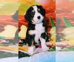 Puppy 5 Australian Shepherd-Cavalier King Charles Spaniel Mix