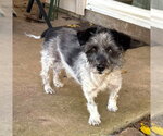 Small #11 Mutt
