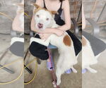 Small #3 American Pit Bull Terrier-Retriever  Mix