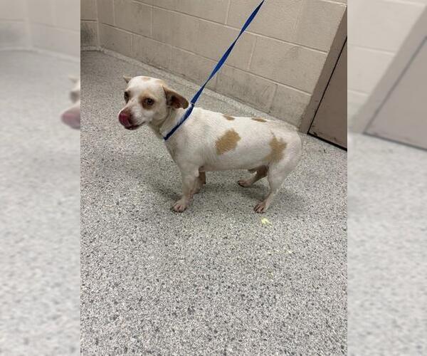 Medium Photo #1 Chihuahua-Unknown Mix Puppy For Sale in Conroe, TX, USA