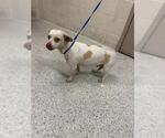 Small Chihuahua Mix