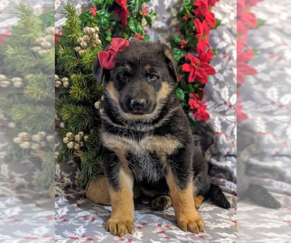 Medium Photo #2 German Shepherd Dog Puppy For Sale in CHRISTIANA, PA, USA