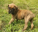 Puppy Oliver Boxer