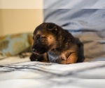 Small #10 German Shepherd Dog-Siberian Husky Mix