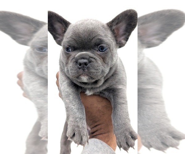 Medium Photo #6 French Bulldog Puppy For Sale in ARVERNE, NY, USA