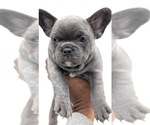 Small #5 French Bulldog