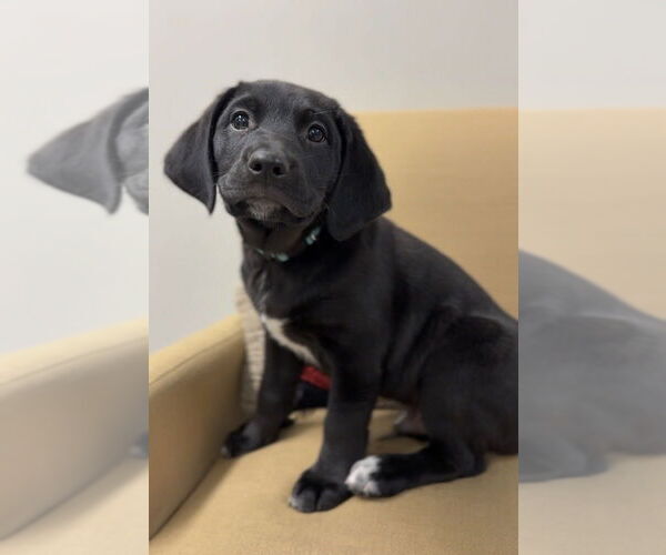 Medium Photo #1 Aussiedor Puppy For Sale in Bemidji, MN, USA