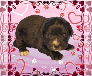 Golden Mountain Dog Litter for sale in BLACK FOREST, CO, USA