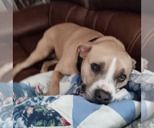 Boxer-Unknown Mix Dogs for adoption in Mouth Of Wilson, VA, USA