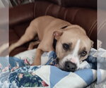 Small Boxer Mix