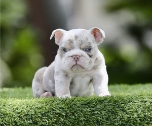 English Bulldog Puppy for sale in DALLAS, TX, USA