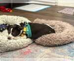 Small #3 Chiweenie
