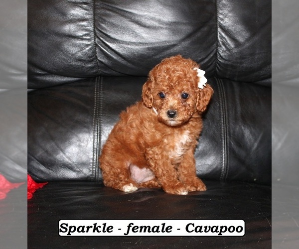 Medium Photo #3 Cavapoo (Miniature) Puppy For Sale in CLARKRANGE, TN, USA