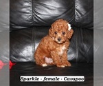 Small #2 Cavapoo (Miniature)