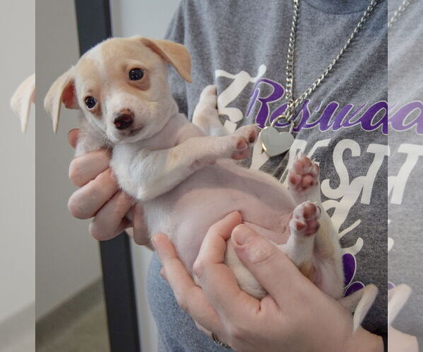 Medium Photo #4 Chiweenie Puppy For Sale in Huntley, IL, USA