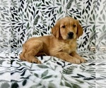 Small #1 Golden Retriever