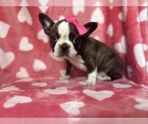 French Bulldog Puppy for sale in LAKELAND, FL, USA