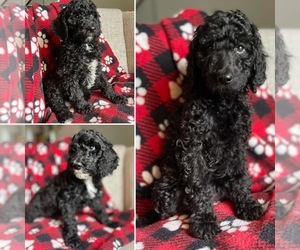 Labradoodle Puppy for sale in GROSSE ILE, MI, USA