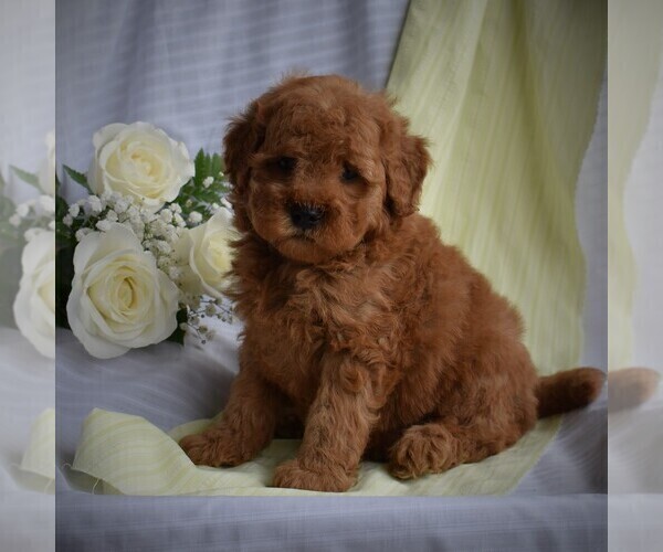 Medium Photo #1 Poodle (Miniature)-Woodle Mix Puppy For Sale in MILLERSBURG, PA, USA