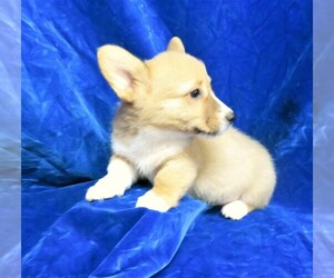 Pembroke Welsh Corgi Puppy for sale in NORWOOD, MO, USA