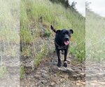 Small #1 American Pit Bull Terrier-Labrador Retriever Mix