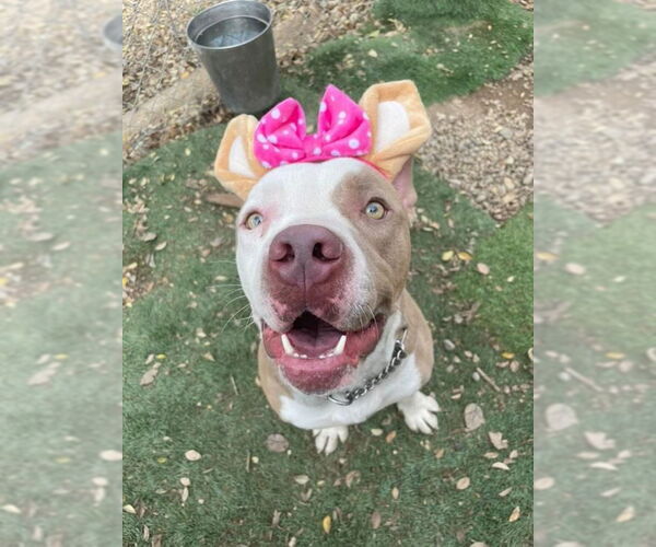 Medium Photo #10 American Staffordshire Terrier-Unknown Mix Puppy For Sale in Lake Forest, CA, USA