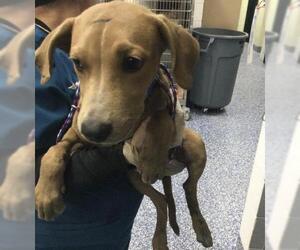 Labrador Retriever-Unknown Mix Dogs for adoption in Riverside, CA, USA