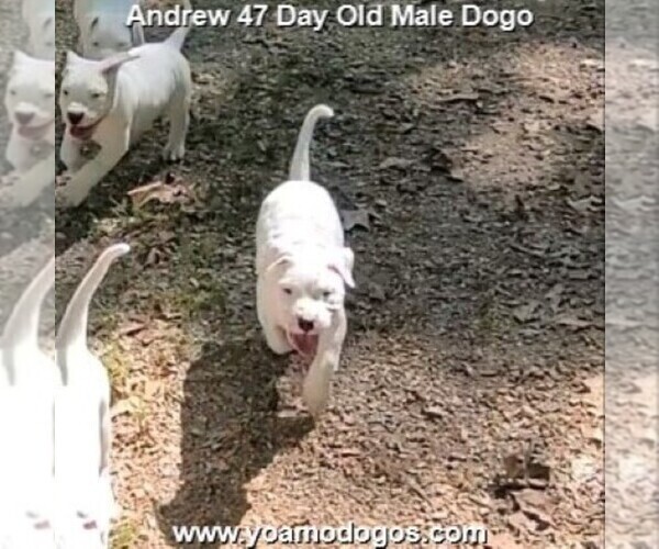 Medium Photo #87 Dogo Argentino Puppy For Sale in JANE, MO, USA