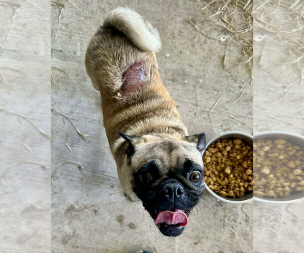 Medium Photo #3 Pug Puppy For Sale in Dumont, NJ, USA