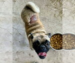 Small #2 Pug