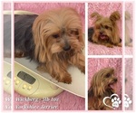 Small Photo #1 Yorkshire Terrier Puppy For Sale in SPOKANE, WA, USA