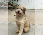 Small Photo #4 Mutt Puppy For Sale in Newport Beach, CA, USA