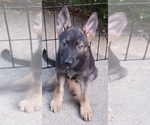 Small #1 German Shepherd Dog