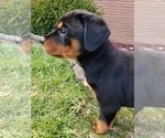 Small Photo #8 Rottweiler Puppy For Sale in STEUBENVILLE, OH, USA
