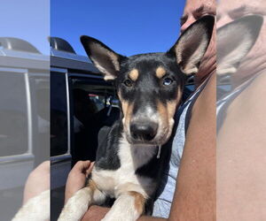 Siberian Husky-Unknown Mix Dogs for adoption in FRAMINGHAM, MA, USA