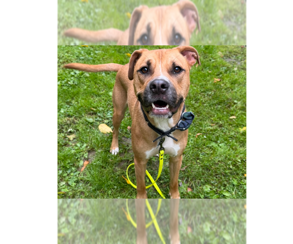 Medium Photo #17 American Staffordshire Terrier-Labrador Retriever Mix Puppy For Sale in Brewster, NY, USA