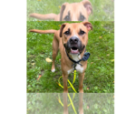 Small Photo #17 American Staffordshire Terrier-Labrador Retriever Mix Puppy For Sale in Brewster, NY, USA