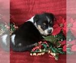 Small Photo #7 Cowboy Corgi Puppy For Sale in MENIFEE, CA, USA