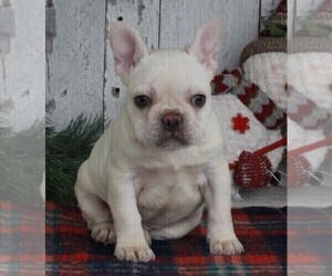 French Bulldog Puppy for sale in FREDERICKSBURG, OH, USA