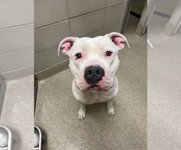Medium Photo #7 American Pit Bull Terrier-Unknown Mix Puppy For Sale in Virginia Beach, VA, USA