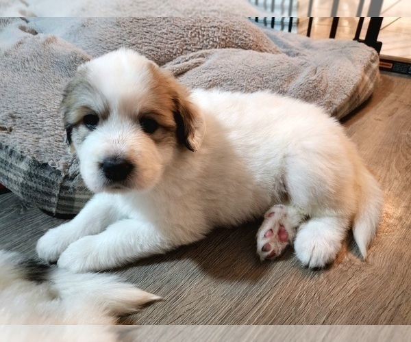 Medium Photo #5 Great Pyrenees Puppy For Sale in LAS VEGAS, NV, USA
