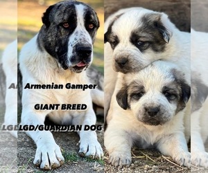 Mutt Puppy for sale in CITY RANCH, CA, USA