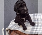Puppy 2 Bernedoodle