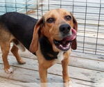 Small Beagle