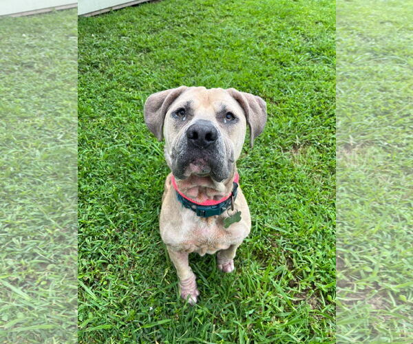 Medium Photo #12 Mutt Puppy For Sale in Virginia Beach, VA, USA