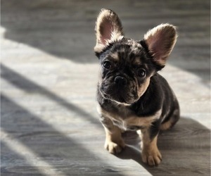 French Bulldog Puppy for sale in GLEN BURNIE, MD, USA