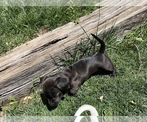 Dachshund Dog for Adoption in BUHLER, Kansas USA