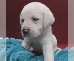 Labrador Retriever Puppy for sale in LINDEN, TN, USA