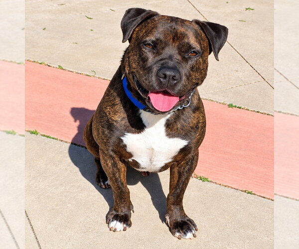 Medium Photo #2 American Staffordshire Terrier-Unknown Mix Puppy For Sale in Lake Forest, CA, USA
